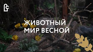 Животный мир Владимирской области. Весна