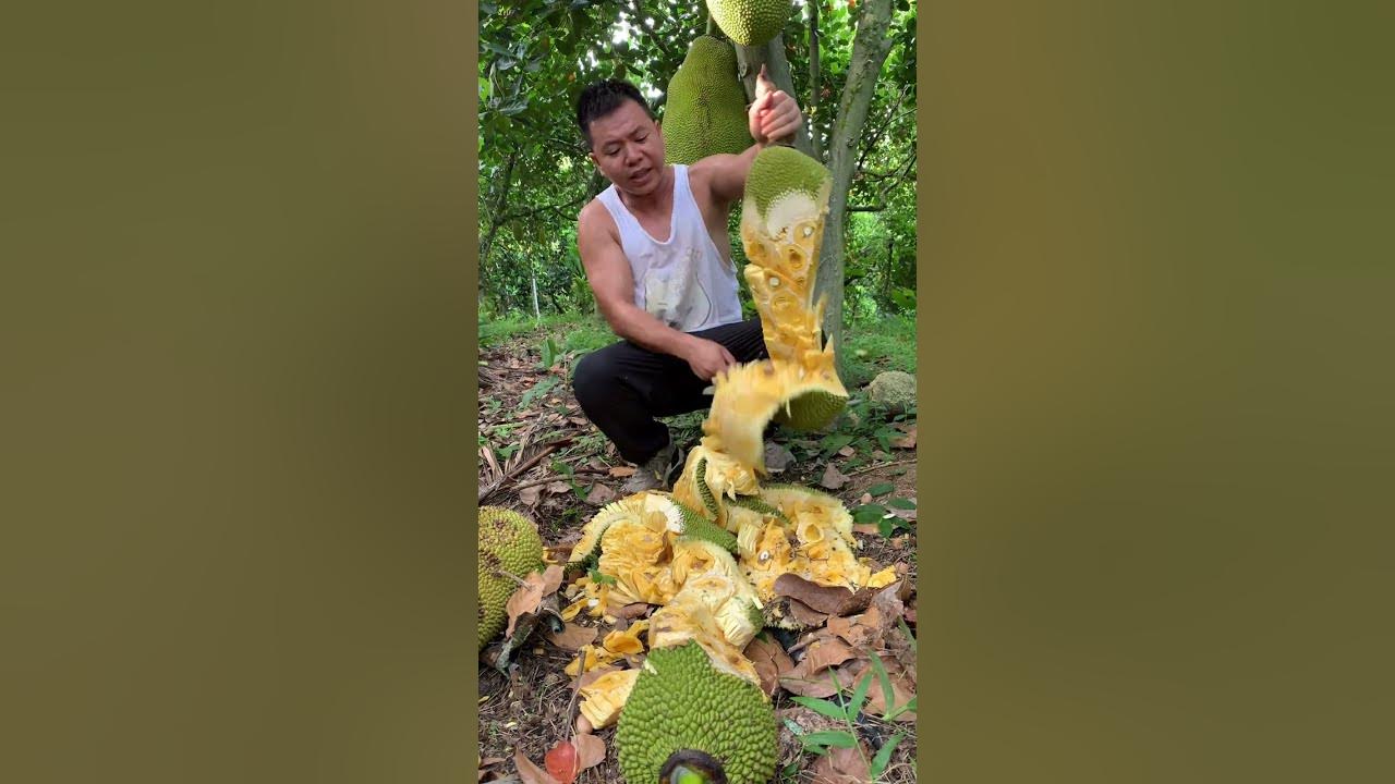Jack Fruit Flesh And Farm Jackfruit Seeds Eating Jackfruit, Arils And