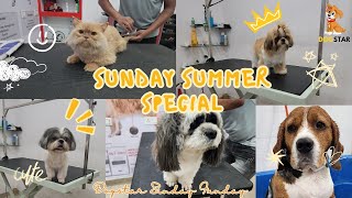 Sundays at Dogstar Grooming: Pawsitively Busy | Dogstar Grooming Madness