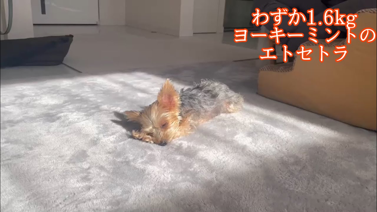 〔極小〕３歳にして1.6kgしかない小さなヨーキーミントの日常から溢れ出る可愛いを集めてみました💕