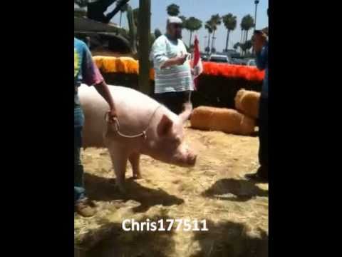 PIG GETS TOO CLOSE TO JAMES MASLOW!!! xD
