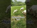 keluarga inces #sobatangon#domba#goat#farm#peternak