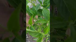 pimientos de Padrón 😋 desde fuerteventura 😍 que suerte vivir aquí #shorts #fuerteventura #pimientos