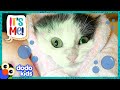 This Rude Kitty Does Not Do Baths! | It’s Me! | Dodo Kids