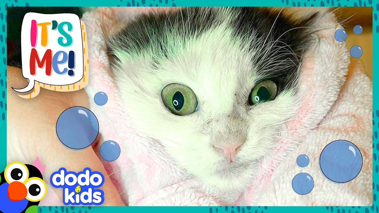 This Rude Kitty Does Not Do Baths! | It’s Me! | Dodo Kids