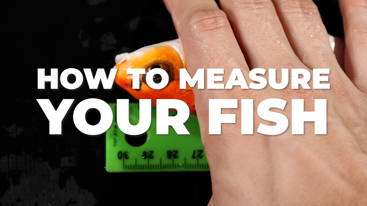 How To Measure Your Fish | NextDayKoi