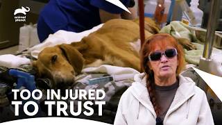 A Brutal Attack Leaves Dog Fighting for Life | Pit Bulls and Parolees S9 E17 | Animal Planet India
