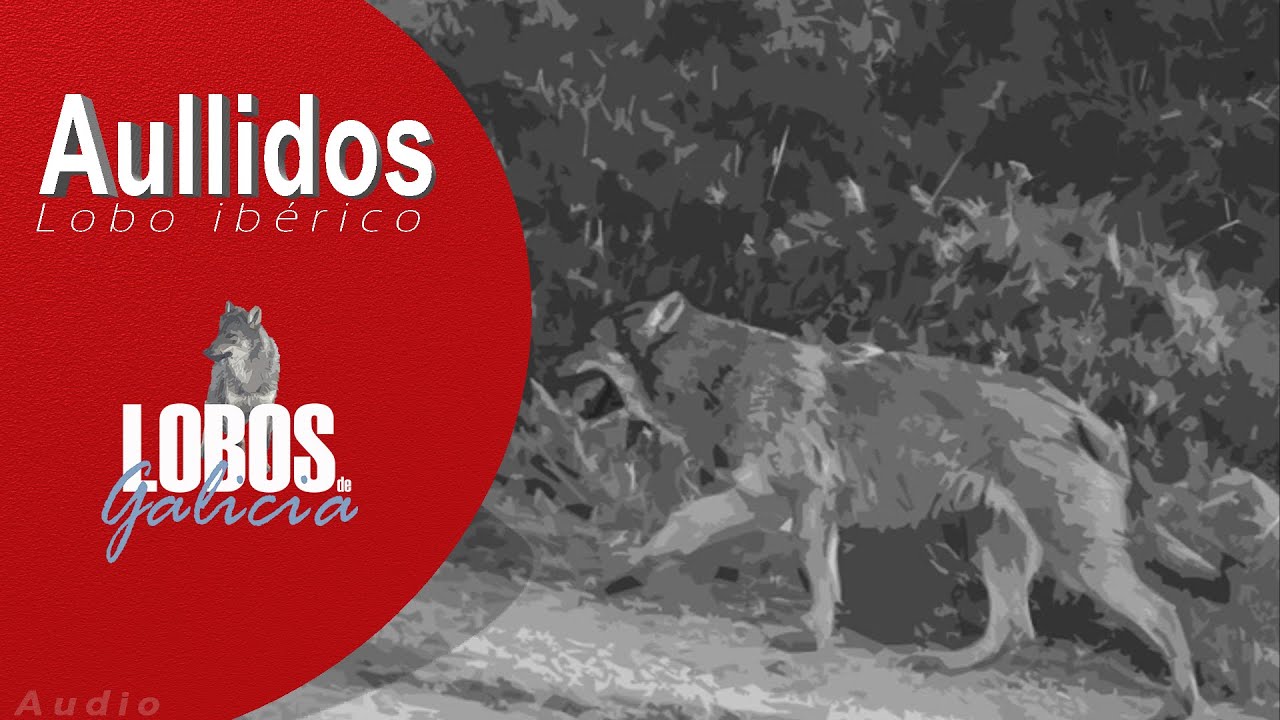 Aullidos en una sierra de Galicia. Lobo ibérico (Canis lupus signatus)