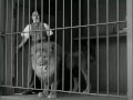 Lion Vs Charlie Chaplin