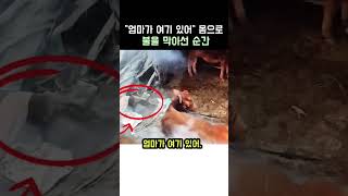 엄마가 여기있어 “ 몸으로 불을 막아선 순간#구조동물 #감동쇼츠 #모성애
