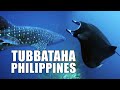 Amazing scuba diving in tubbataha philippines  mv discovery palawan  mayentv