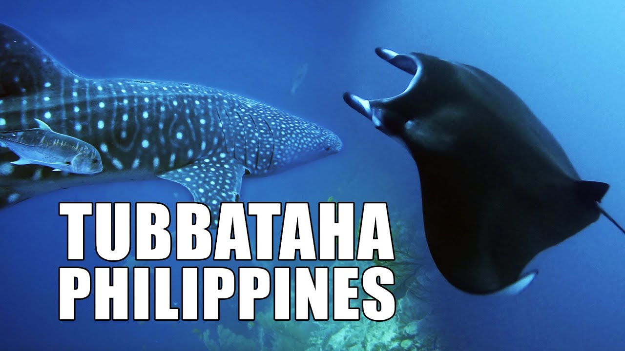 Amazing Scuba Diving in Tubbataha, Philippines MV Discovery Palawan