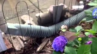 My Favorite Smoking Spots; The Green Thumb Girls Shade Garden-
