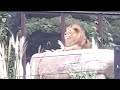 Lion and girappe | wh update