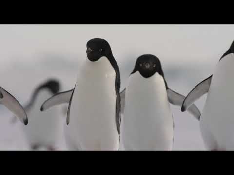 Penguins Trailer - Walt Disney Studios