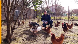 Village life in Iran | Going to the animal house | Mother's food after work