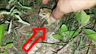 Catch croaking toad