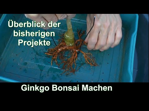 Ginkgo zum Bonsai machen Schneiden und Einpflanzen einfach machen - YouTube