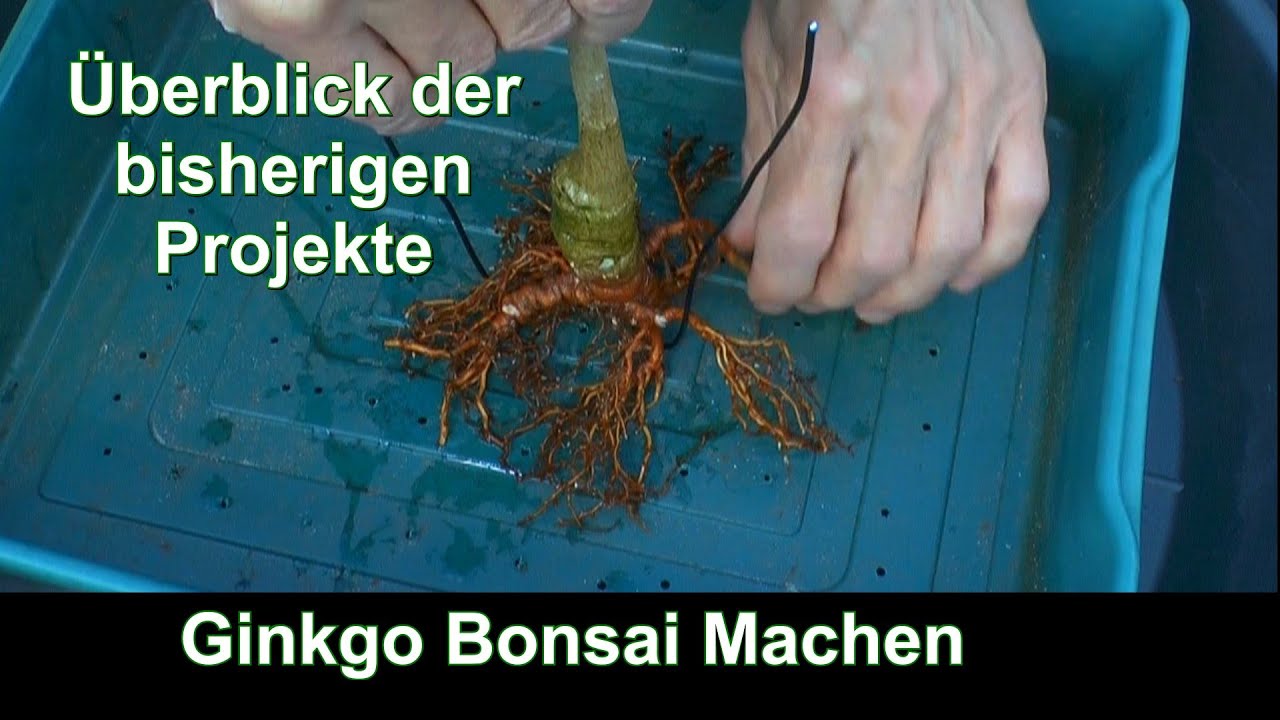 Ginkgo zum Bonsai machen Schneiden und Einpflanzen einfach machen YouTube