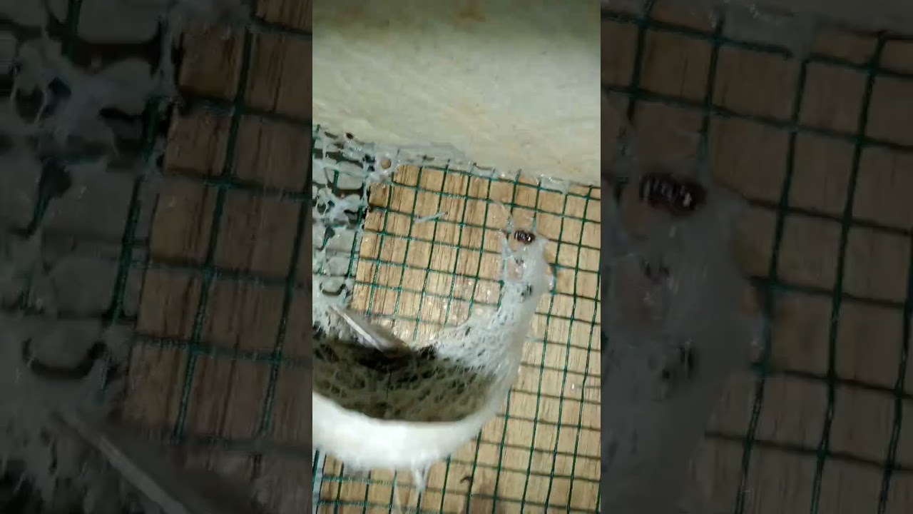 inap bayangan revisi memang👍👍 salam pemula Lampung🙏🙏