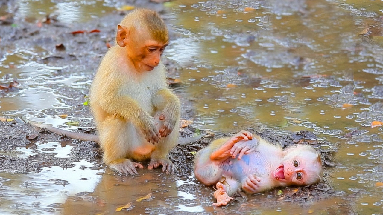 Rainbow unknown how to comfort sweet newborn baby when his mother uncaring