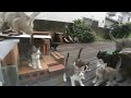 9 kittens to 7