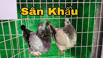 VỆ SINH CHUỒNG TR.ẠI VÀ LÀM SÂN KHẤU ĐỂ SHOW BỒ CÂU/VGC