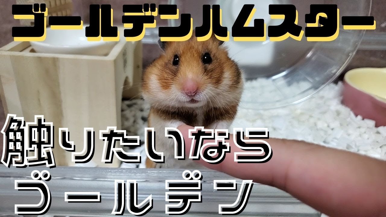 触りたいならゴールデンハムスターを飼おう 初心者向け 抱っこできる かわいい 触れる Youtube