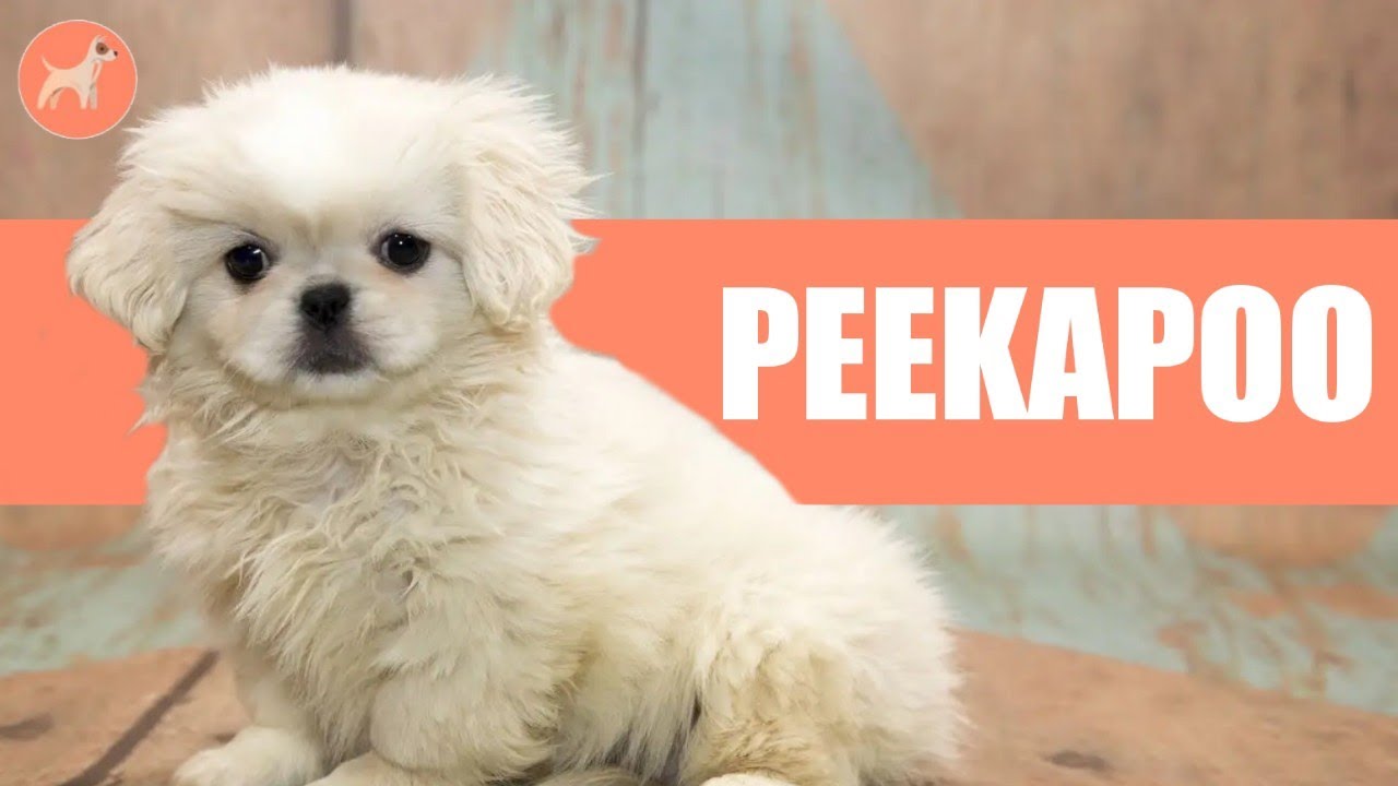 Pekingese And Poodle Mix Kapoo