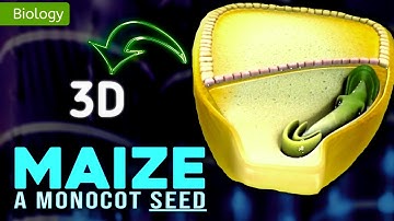 EENZAADZAAD || MORFOLOGIE VAN BLOEIENDE PLANTEN || 3D-ANIMATIE || @MagnetBrainsEducation