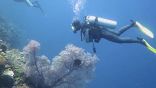 Weda Resort, Halmahera Sea, Elmoos Reef