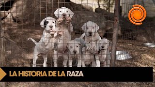 Son Los Dogos Perros Peligrosos? Así Es El Criadero Más Grande De Argentina Está En Córdoba