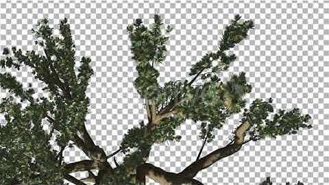 Cedar of Lebanon Tree is Swaying at The Wind | Motion Graphics - Envato elements