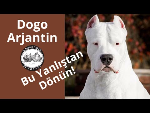 Dogo Arjantin Köpek Irkı Tanıtımı - Muhteşem Aile Koruma Köpeği Dogo Argentino