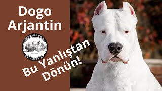 Dogo Arjantin Köpek Irkı Tanıtımı - Muhteşem Aile Koruma Köpeği Dogo Argentino