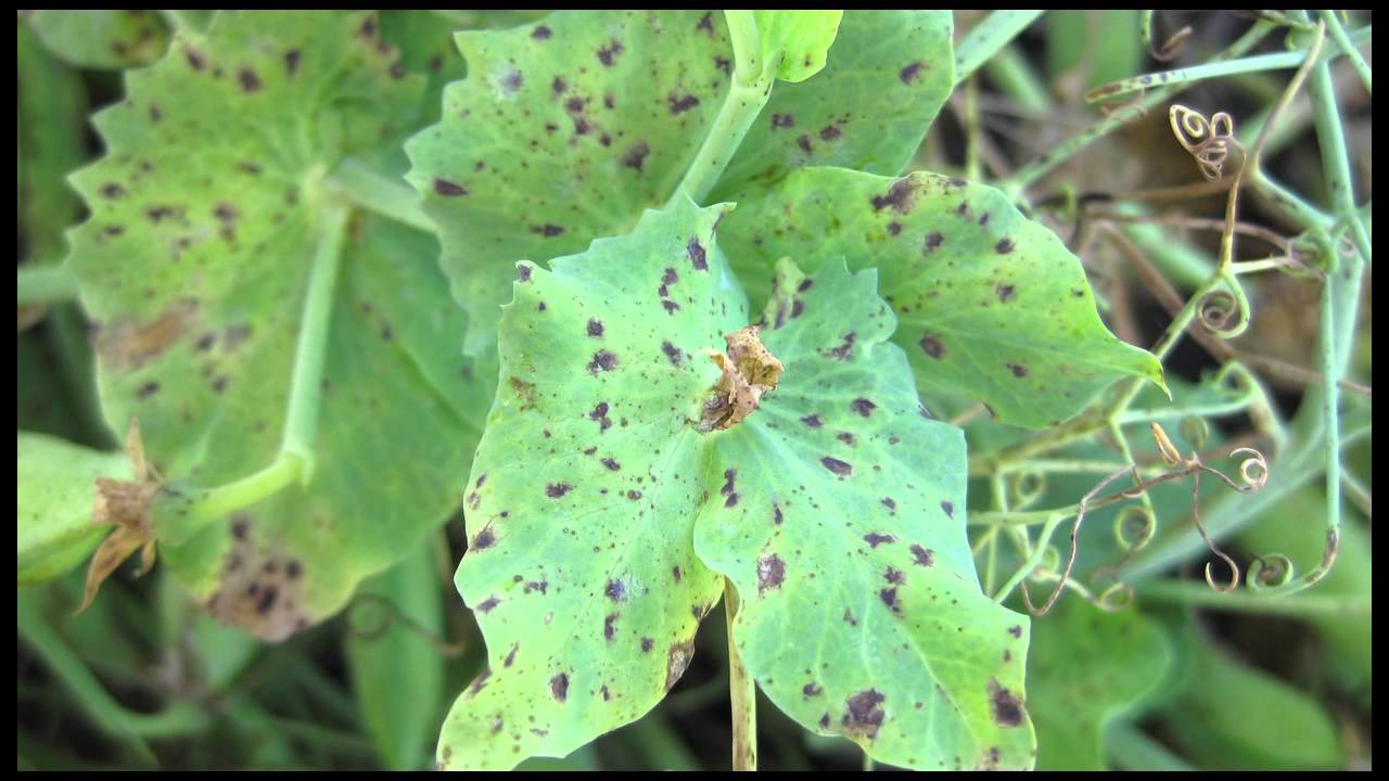 Fungicide Timing in Pulse Crops