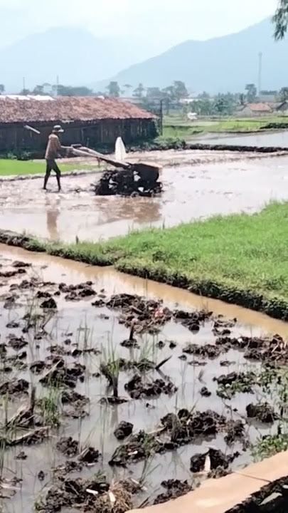 PETANI SKIL DEWA MASIH MUDA KERJA LUAR BIASA #shortvideo #pesawahan #suasana