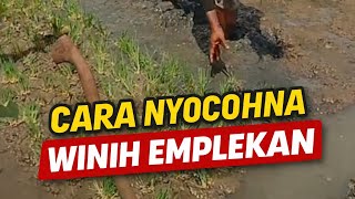 Download Lagu Cara Nyocohna Winih Emplekan  MP3