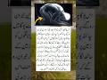 kon kon like karega or subhan Allah likhega#islamic #kabbah #viralshorts #youga#sajda#namaz #sakon