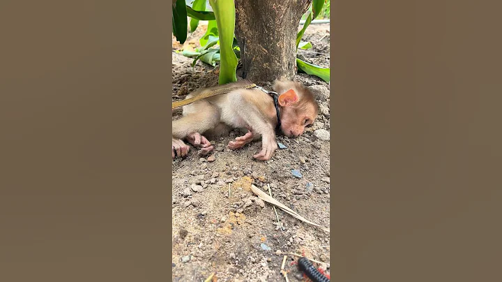 Monkey was dreaming… then the millipede said hello 😱🤣 #shortvideo #millipede #monkey