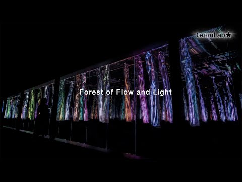 Forest of Flow and Light