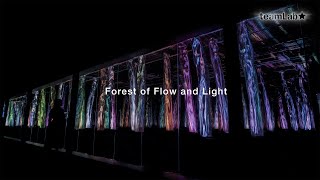 Forest of Flow and Light