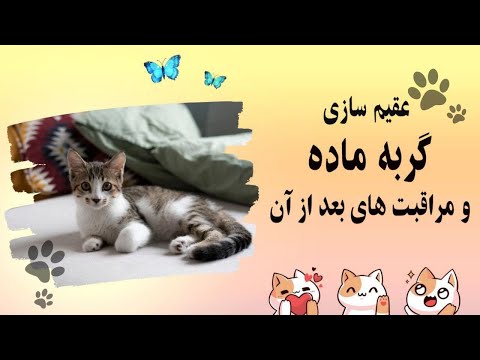 تصویری: نحوه مراقبت از گربه پس از عقیم سازی یا عقیم سازی