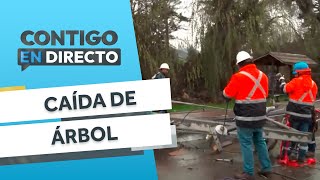 VECINOS ESTÁN SIN LUZ: Caída de árbol botó dos postes en El Monte - Contigo en Directo