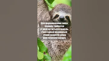 У ленивцев самый медленный обмен веществ #shorts