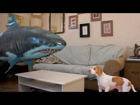 dog-vs.-shark:-cute-dog-maymo