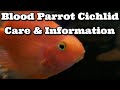 Blood parrot fish care  information  how to keep parrot cichlid fish