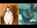 dogs cats cute funny moments