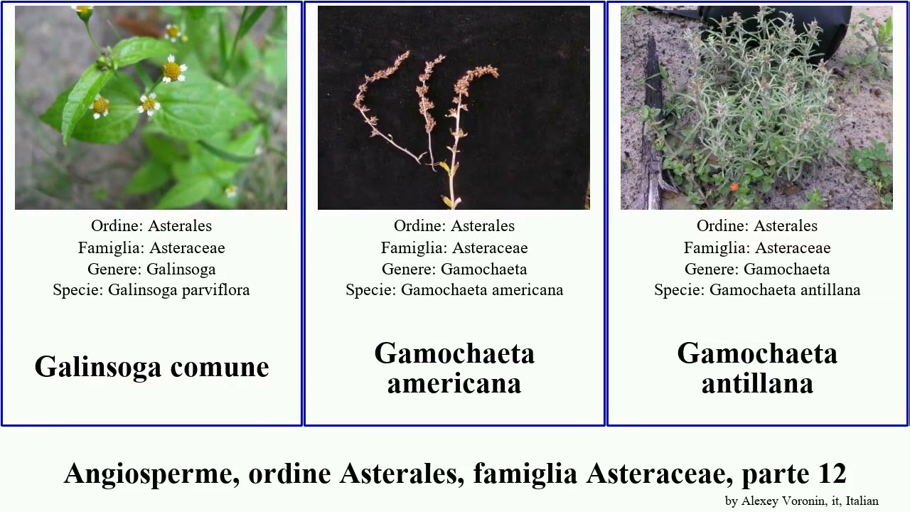 Angiosperme, ordine Asterales, famiglia Asteraceae, parte 12 grindelia felicia gamochaeta filago