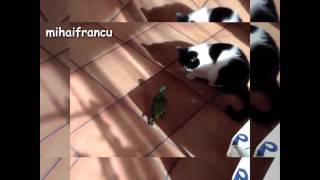 Funny Parrots Annoying Cats Compilation || NEW HD